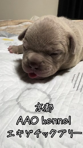 #子犬 #エキゾチックブリー #京都