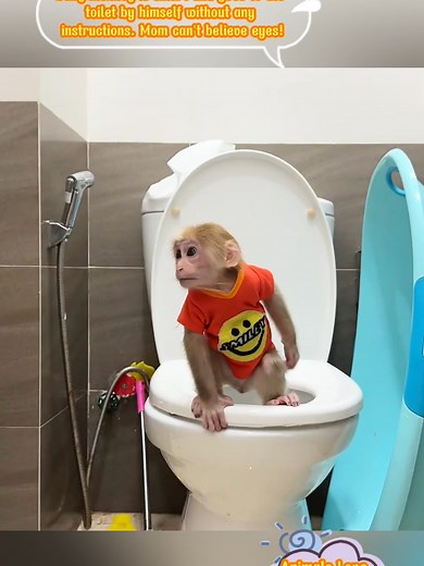 Baby monkey is smart and goes to the toilet by himself without any instructions. Mom can't believe eyes! #babymonkey #monkey #animals #pets #monkeys #pet #animal #loveanimals