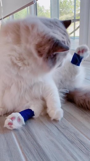 Vet said I was overweight. Need to get back in shape, although circle is a shape 😸 #flashdance #petsoftiktok #catsoftiktok #pethings