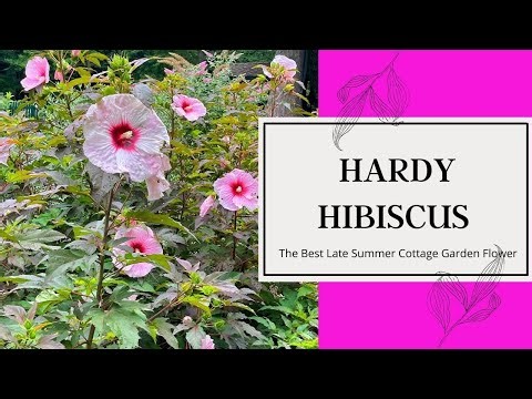 HARDY HIBISCUS // Best Late Summer Cottage Garden Flower // Sunflowers & Celosia // Bricks ’n Blooms