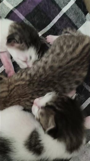 miya miya kutti pillay easu neevu chesthara #cat #babykittens #kitten #cutekitty