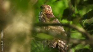 HAwk in free chilling UHD MP4 4k .