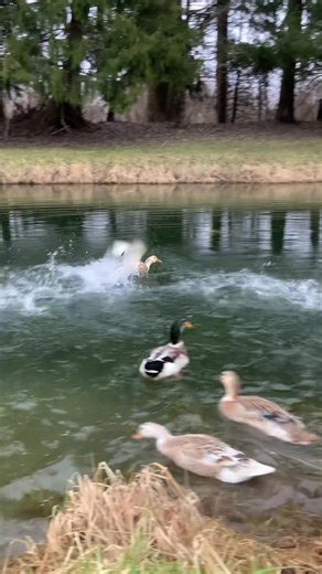 Locura de Aves: Risas y Momentos Divertidos