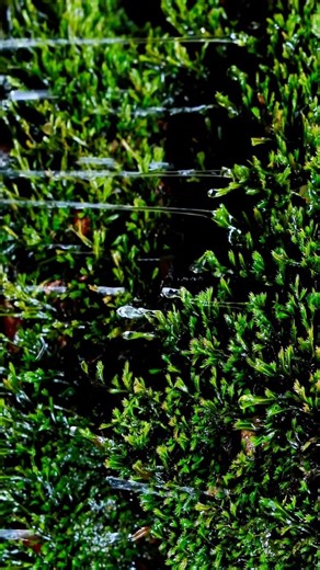 本編では4K映像での風景動画と自然音をお楽しみ頂けます。