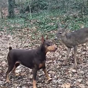 The deer we rehabbed & released came by to play with Lacy. We don't see him much any more. This video is from a few months ago. | DOBERMAN PINSCHER