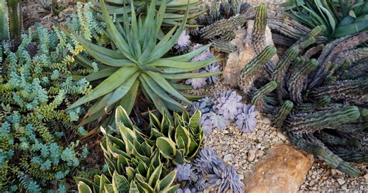 Qu’est-ce qu’un jardin sec ?