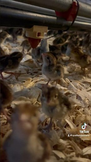 From start to finish we try our best! Eggs, incubating, hatching, & growing Northern Bobwhite Quail