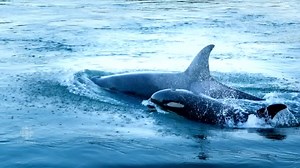 270K views · 2.6K reactions | "Because it was a difficult delivery, scientists believe that actually two members of this pod... midwifed this baby. Pulled this baby out of its mother." Is there an orca baby boom underway off Vancouver Island? | CBC News: The National | Facebook