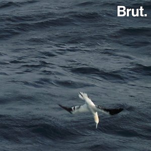 648K views · 5K reactions | Cet oiseau a beau être maladroit sur terre, c'est un virtuose de la pêche en mer. Voici la technique imparable du fou de Bassan. | Brut nature FR | Facebook