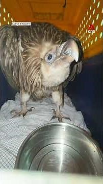 Himalayan vulture spotted in Singapore, rescued after it was seen struggling to fly