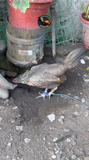 Please comment, like, share, and subscribe 😊 thanks badi!😊