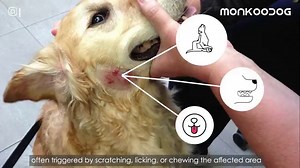 Quick Information On Yorkie Skin Disease...Signs and Treatment - Our Yorkie