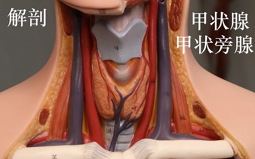 【解剖】甲状腺Thyroid，甲状旁腺Parathyroid glands