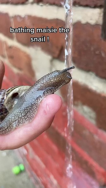 #snails #fyp #foryou #foryoupage #cute #gardensnails #💖💖 #viral #mysnailadventures #bathtime