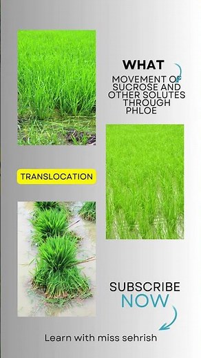 Translocation Movement of sucrose and other solutes through phloem