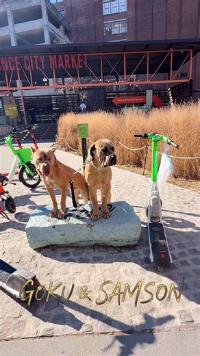 Y’all hear the song….show me a more consistent, more ambitious, more productive dog/horse man in the game….every dog DIAMONDCUT produces looks amazing, behaves amazingly, and works like machines but are big beautiful babies at the same time…if you want a puppy or if you want a ready to go home trained already beautiful beast I have it and it’s ready for you….DM if serious and take home a dog like Samson TODAY….DIAMONDCUT….#fyp #explorepage✨ #dogsoftiktok #puppy #viral