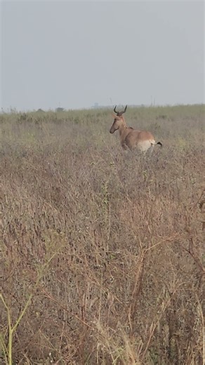 🔥 HEART OF THE SAVANNAH: Strong Male Impala Sighted in Rare Territory Patrol 🌍