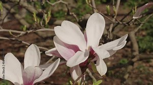 Beautiful pink spring magnolia flower on a tree. Magnolia flower in bloom in spring. Flower festival. Spring nature. Magnolia with blooming flower. Blossom spring season. Magnolia blossom