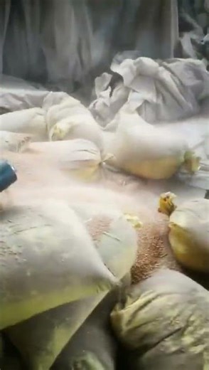 Flexible grain auger for millet