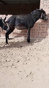Funniest_Donkey_Ever!_Donkey_Training_the_fun_way!_208 | Donkey Lover