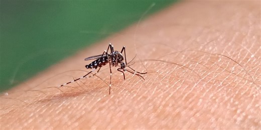 West Nile Virus detected in Comanche County, tips to avoid mosquito bites