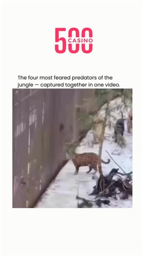 Fact | History | News on Instagram: "Four of the jungle’s most feared predators appearing in a single video is the kind of moment that instantly grabs your attention. Each animal carries its own reputation, its own power, and its own place at the top of the food chain. Seeing them share the same space feels almost unreal, like watching nature pause just long enough to let you witness something rare. As the camera rolls, the tension is unmistakable. Every movement is slow and calculated, every gl