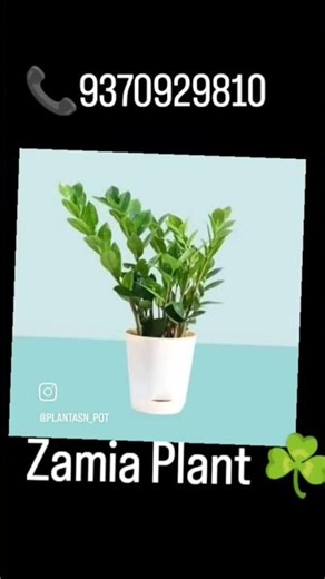 Zamia Plant ☘️
