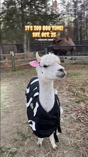 Zoo Boo trick-or-treating with zoo animals!(Oct 25, tickets online at alaskazoo.org) #alaskazoo