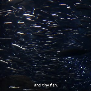What’s the most responsible seafood you can eat? Marine biologist and climate activist Dr. Ayana Elizabeth Johnson breaks it down. First, try to eat low on the food chain—sardines, anchovies and other tiny fish. Certain farmed seafood is also a better choice, like oysters, scallops, mussels, clams and seaweed, all of which live off seawater, nutrients and sunlight. The one to avoid? Atlantic salmon, which is often farmed in pens near coastal bays and can be rampant with toxic waste and insectici