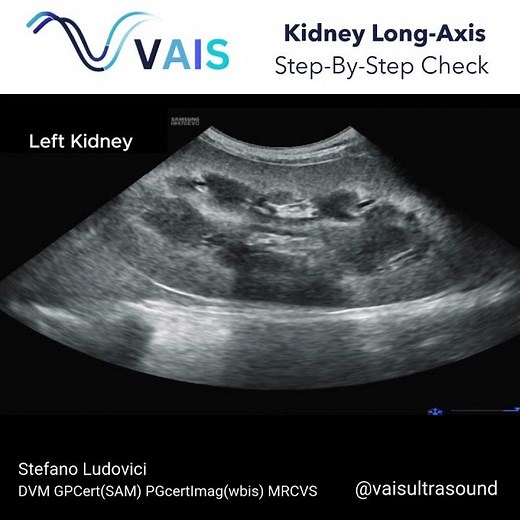 How to Get Accurate Longitudinal Kidney Measurements | VAIS Veterinary Ultrasound Tips