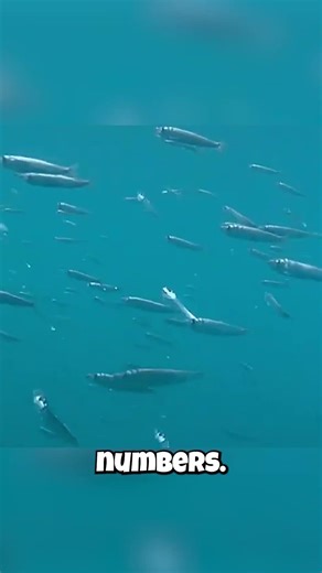 Billions Of These Fish Form A Giant Ocean Superorganism!