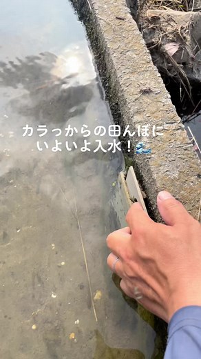 1人入水式！朝5時！😆#Japaneseagricultureartist #暁いちご農園 #いちご農家 #農業エンタメ #農業系インフルエンサー #有機栽培 #ほぼ無農薬栽培米