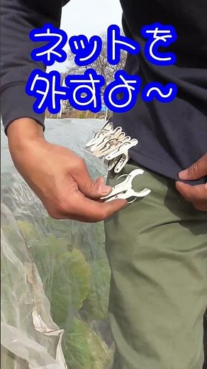 【感動】初心者でも簡単にできる！種から桜島大根を育ててみた結果 #Shrots