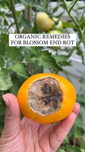 Resh Gala | Organic Gardener on Instagram: "ORGANIC REMEDIES FOR BLOSSOM END ROT: WHY: Most people think blossom end rot occurs due to a calcium deficiency in the soil, but the most common reason is actually the inability of the plant to absorb/ uptake calcium due to inconsistent watering practices - i.e. letting the soil dry out too much and then overwatering to compensate. Luckily, BER is totally reversible. TREATMENT: 1. Water consistently. 2. Mulch soil to encourage water retention. 3. Test 