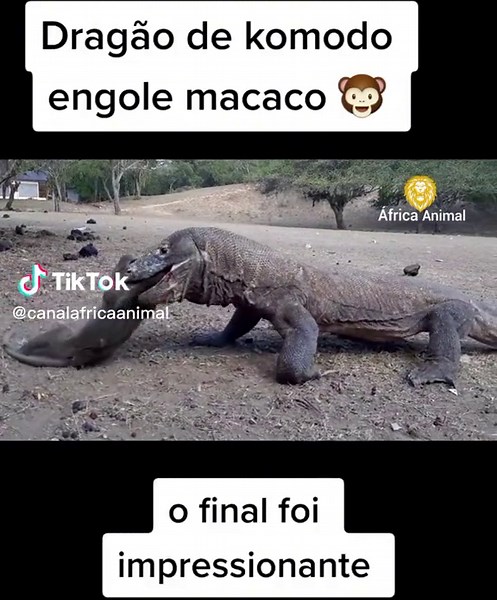Dragão de komodo engole macaco! #wildlife #wildanimals #s #snake #snakesoftiktok #komododragon #komodo #monkey #monkeys #monkeysoftiktok #dragãodekomodo