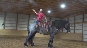 1M views · 18K reactions | 2019 Draft-Cross Gelding 16.3 HH Would you...