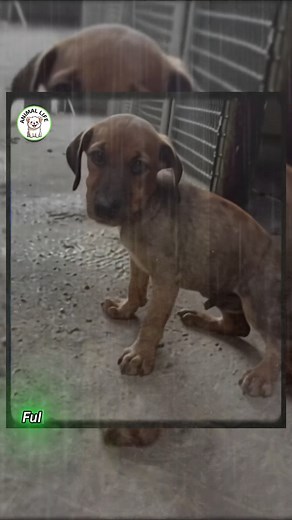 Hidden beneath the shade of an old tree rested a mother dog whose body had grown fragile after many days without enough food. Her legs shook softly, and eventually, exhaustion brought her gently to the ground. Yet even then, she wrapped herself around her only puppy, using every bit of strength she still had to keep the little one protected. For so long, she had tried to stay close to people, hoping someone might offer a moment of kindness. But because her appearance was worn and tired, many vil