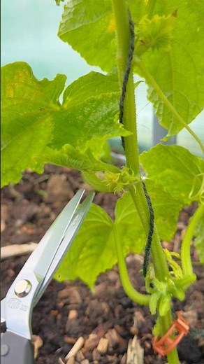 How I Prune Cucumber Plants! 🥒🌱✂️ #vegetablegarden #growyourownfood #gardentips