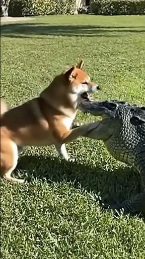 Dog Stands Off Against Alligator in the Backyard | Unexpected Wildlife Encounter