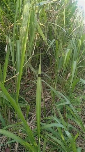 Black dragonfly 🪰🖤