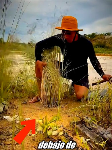 Raíces de plantas que atrapan oro del río