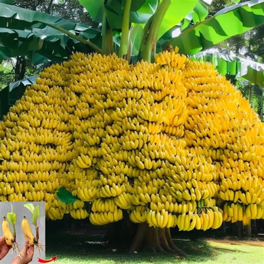 2.6K views · 22 reactions | How to Grow Banana fruit From Cuttings Using Homemade Natural Hormones, Fast Root | Farm Tree | Facebook