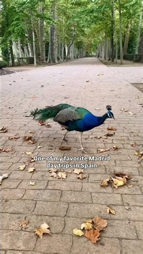 Visiting Aranjuez on a day trip from Madrid