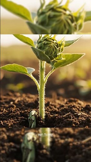 Amazing Growth of a Sunflower | Timelapse Journey #timelap