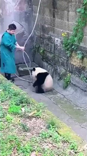 Panda carried to bath | I FIND VIDEOS