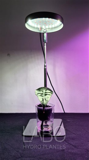 Alocasia Polly: The magical method to make it grow! ✨