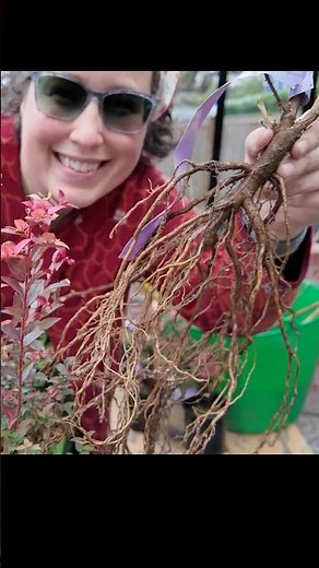 What Do Bareroot Plants Look Like? 🤔