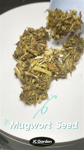 Mugwort Seed