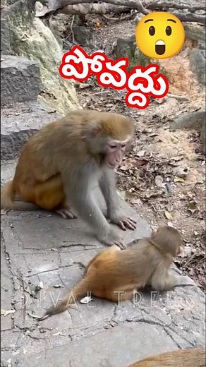 Don't go | Don't go😲