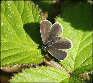 Small Blue with shadow